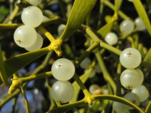 AgroPublic | Δίπλα στον αγρότη, καθημερινά αγροτικά νέα, γεωπονικές δημοσιεύσεις | 0d0c19531d6e29f793ed165732978408 M 1