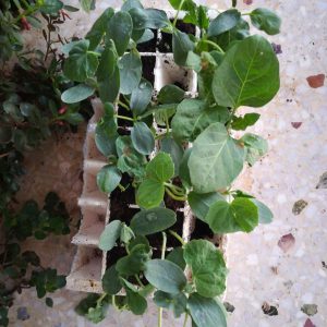 AgroPublic | Δίπλα στον αγρότη, καθημερινά αγροτικά νέα, γεωπονικές δημοσιεύσεις | 100088866 714600892625694 8368711216108929024 n