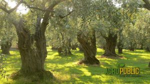 AgroPublic | Δίπλα στον αγρότη, καθημερινά αγροτικά νέα, γεωπονικές δημοσιεύσεις | 96785359 123705972642830 6503594394778599424 o