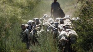AgroPublic | Δίπλα στον αγρότη, καθημερινά αγροτικά νέα, γεωπονικές δημοσιεύσεις | KTHNOTROFIA 1 1280x720 1