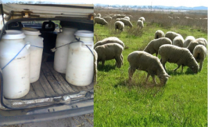 AgroPublic | Δίπλα στον αγρότη, καθημερινά αγροτικά νέα, γεωπονικές δημοσιεύσεις | Screenshot 309
