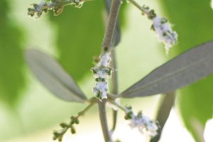 AgroPublic | Δίπλα στον αγρότη, καθημερινά αγροτικά νέα, γεωπονικές δημοσιεύσεις | bambakada elia