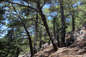 AgroPublic | Δίπλα στον αγρότη, καθημερινά αγροτικά νέα, γεωπονικές δημοσιεύσεις | dasos