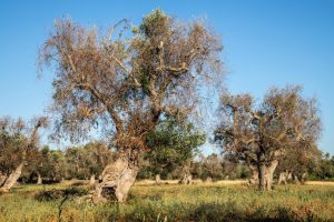 AgroPublic | Δίπλα στον αγρότη, καθημερινά αγροτικά νέα, γεωπονικές δημοσιεύσεις | infested olive trees bacterium xylella fastidiosa in salento c adobestock cesare palma 250536421 1