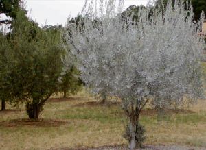 AgroPublic | Δίπλα στον αγρότη, καθημερινά αγροτικά νέα, γεωπονικές δημοσιεύσεις | kaolinite1