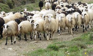 AgroPublic | Δίπλα στον αγρότη, καθημερινά αγροτικά νέα, γεωπονικές δημοσιεύσεις | kth 252863 202979 type13262 1