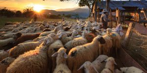 AgroPublic | Δίπλα στον αγρότη, καθημερινά αγροτικά νέα, γεωπονικές δημοσιεύσεις | ktinotrofos