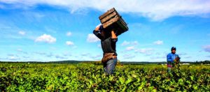 AgroPublic | Δίπλα στον αγρότη, καθημερινά αγροτικά νέα, γεωπονικές δημοσιεύσεις | metanastes xorafia
