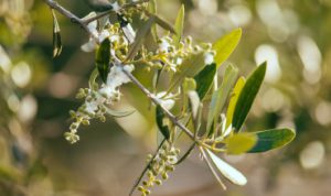 AgroPublic | Δίπλα στον αγρότη, καθημερινά αγροτικά νέα, γεωπονικές δημοσιεύσεις | mistikakipou vamvakada elias 370x220 1