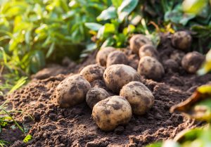 AgroPublic | Δίπλα στον αγρότη, καθημερινά αγροτικά νέα, γεωπονικές δημοσιεύσεις | patates