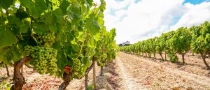 AgroPublic | Δίπλα στον αγρότη, καθημερινά αγροτικά νέα, γεωπονικές δημοσιεύσεις | photo 693653074 ampeli