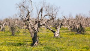 AgroPublic | Δίπλα στον αγρότη, καθημερινά αγροτικά νέα, γεωπονικές δημοσιεύσεις | shutterstock 610891697 800x450 1
