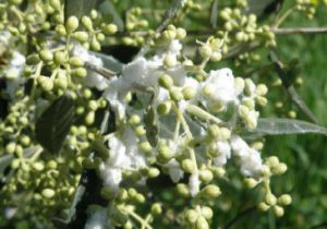AgroPublic | Δίπλα στον αγρότη, καθημερινά αγροτικά νέα, γεωπονικές δημοσιεύσεις | vamvakada2