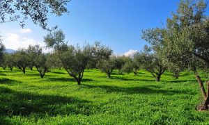 AgroPublic | Δίπλα στον αγρότη, καθημερινά αγροτικά νέα, γεωπονικές δημοσιεύσεις | elaiodentra 01 new
