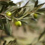 | olives grece 500x346 1