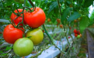 | tomatoes ntomates syntirisi 2