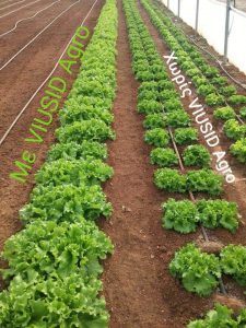 AgroPublic | Δίπλα στον αγρότη, καθημερινά αγροτικά νέα, γεωπονικές δημοσιεύσεις | 110308796 1010360902738285 1967937617636460315 n 1