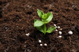 AgroPublic | Δίπλα στον αγρότη, καθημερινά αγροτικά νέα, γεωπονικές δημοσιεύσεις | 125423131 fresh growing plant and fertilizer on soil space for text gardening time