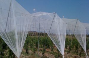AgroPublic | Δίπλα στον αγρότη, καθημερινά αγροτικά νέα, γεωπονικές δημοσιεύσεις | 1595835202 0 1529666145 0 dixtia