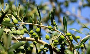 AgroPublic | Δίπλα στον αγρότη, καθημερινά αγροτικά νέα, γεωπονικές δημοσιεύσεις | 5c6f7555bec09