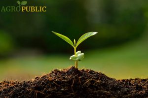 AgroPublic | Δίπλα στον αγρότη, καθημερινά αγροτικά νέα, γεωπονικές δημοσιεύσεις | agropublic plant