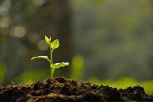 AgroPublic | Δίπλα στον αγρότη, καθημερινά αγροτικά νέα, γεωπονικές δημοσιεύσεις | img84236 4ad73e45d46fff2b474ada209d8aa7cd 650 450 748x498 1
