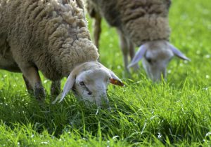 AgroPublic | Δίπλα στον αγρότη, καθημερινά αγροτικά νέα, γεωπονικές δημοσιεύσεις | provata 1