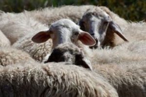 AgroPublic | Δίπλα στον αγρότη, καθημερινά αγροτικά νέα, γεωπονικές δημοσιεύσεις | provata