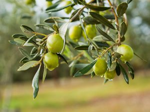 AgroPublic | Δίπλα στον αγρότη, καθημερινά αγροτικά νέα, γεωπονικές δημοσιεύσεις | fresh olives