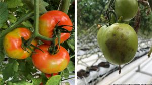 AgroPublic | Δίπλα στον αγρότη, καθημερινά αγροτικά νέα, γεωπονικές δημοσιεύσεις | 331fdc79 1165 47fa 9c2d 8b9f12d858fa