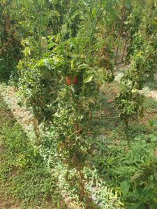 AgroPublic | Δίπλα στον αγρότη, καθημερινά αγροτικά νέα, γεωπονικές δημοσιεύσεις | IMG 20200929 WA0000