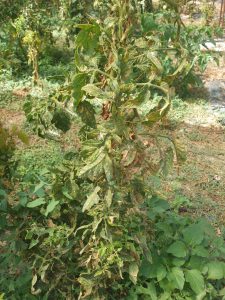 AgroPublic | Δίπλα στον αγρότη, καθημερινά αγροτικά νέα, γεωπονικές δημοσιεύσεις | IMG 20200929 WA0002