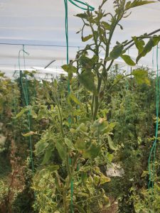 AgroPublic | Δίπλα στον αγρότη, καθημερινά αγροτικά νέα, γεωπονικές δημοσιεύσεις | IMG 20200929 WA0003