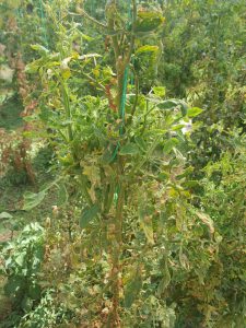 AgroPublic | Δίπλα στον αγρότη, καθημερινά αγροτικά νέα, γεωπονικές δημοσιεύσεις | IMG 20200929 WA0004