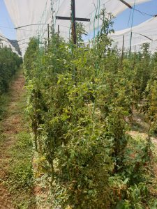 AgroPublic | Δίπλα στον αγρότη, καθημερινά αγροτικά νέα, γεωπονικές δημοσιεύσεις | IMG 20200929 WA0005