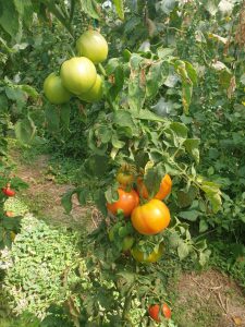 AgroPublic | Δίπλα στον αγρότη, καθημερινά αγροτικά νέα, γεωπονικές δημοσιεύσεις | IMG 20200929 WA0006