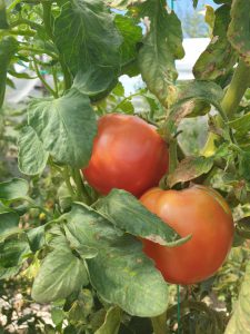 AgroPublic | Δίπλα στον αγρότη, καθημερινά αγροτικά νέα, γεωπονικές δημοσιεύσεις | IMG 20200929 WA0013