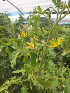 viusid-agro-biodiegertis-antimetopisi-ion-agrotes-kalliergeia-thermokipiou-laxanokomia-tomates-elies-karpouzia-peponia-kalampokia-rodakina-berikoka-ampelia-viodegertes-biodiegertes
