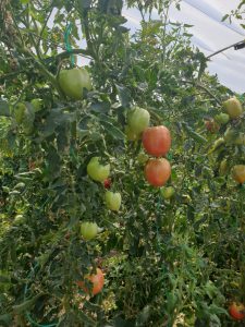 AgroPublic | Δίπλα στον αγρότη, καθημερινά αγροτικά νέα, γεωπονικές δημοσιεύσεις | IMG 20200929 WA0015