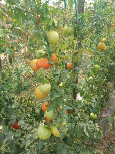 AgroPublic | Δίπλα στον αγρότη, καθημερινά αγροτικά νέα, γεωπονικές δημοσιεύσεις | IMG 20200929 WA0016