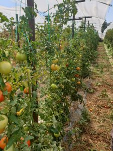 AgroPublic | Δίπλα στον αγρότη, καθημερινά αγροτικά νέα, γεωπονικές δημοσιεύσεις | IMG 20200929 WA0017