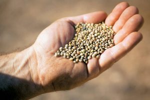 AgroPublic | Δίπλα στον αγρότη, καθημερινά αγροτικά νέα, γεωπονικές δημοσιεύσεις | c72d095e53a7e5c5891c4cc136052772