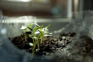 AgroPublic | Δίπλα στον αγρότη, καθημερινά αγροτικά νέα, γεωπονικές δημοσιεύσεις | easy plant science experiments classroom thumbnail