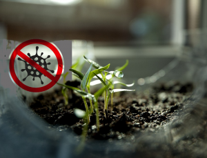 AgroPublic | Δίπλα στον αγρότη, καθημερινά αγροτικά νέα, γεωπονικές δημοσιεύσεις | easy plant science experiments classroom thumbnail