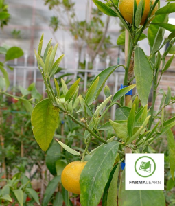 AgroPublic | Δίπλα στον αγρότη, καθημερινά αγροτικά νέα, γεωπονικές δημοσιεύσεις | image 2