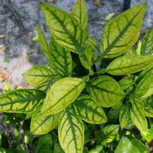 AgroPublic | Δίπλα στον αγρότη, καθημερινά αγροτικά νέα, γεωπονικές δημοσιεύσεις | image 5