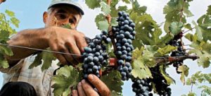 AgroPublic | Δίπλα στον αγρότη, καθημερινά αγροτικά νέα, γεωπονικές δημοσιεύσεις | krasostafyla 18