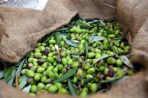 AgroPublic | Δίπλα στον αγρότη, καθημερινά αγροτικά νέα, γεωπονικές δημοσιεύσεις | la grecia olive di recente selezionate 63177462