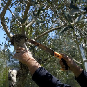 AgroPublic | Δίπλα στον αγρότη, καθημερινά αγροτικά νέα, γεωπονικές δημοσιεύσεις | main 4f7a0 to kladema tis elias