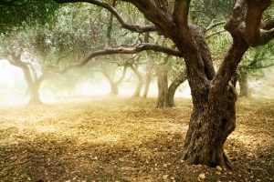AgroPublic | Δίπλα στον αγρότη, καθημερινά αγροτικά νέα, γεωπονικές δημοσιεύσεις | olive tree